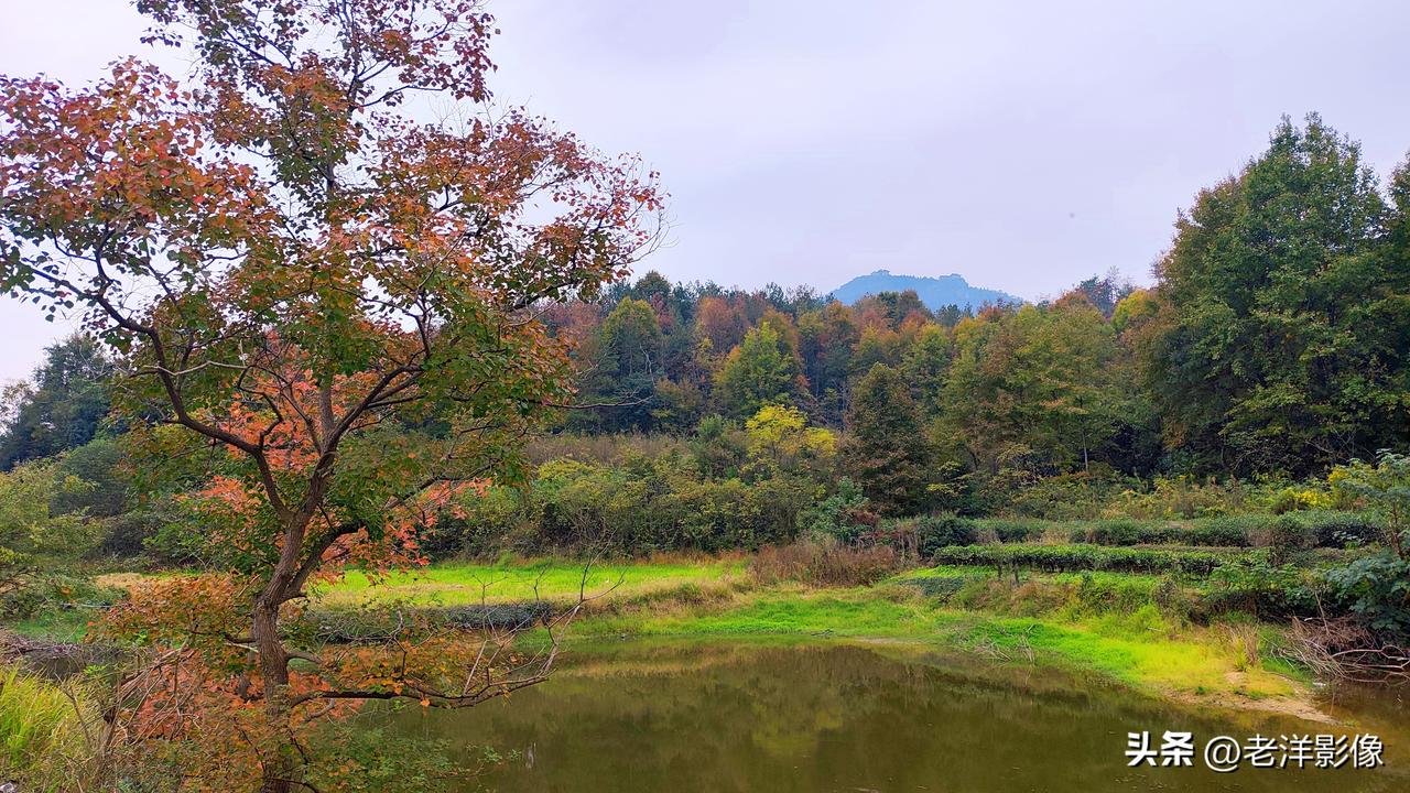趁着秋意渐浓，往山野里走一走。山塘静卧林间，草木半染秋光，有的枫叶已经燃成热烈的