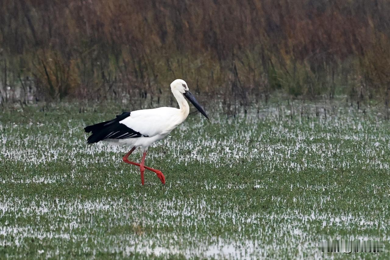 国家一级保护动物东方白鹳
（拍摄于江西永修吴城镇）