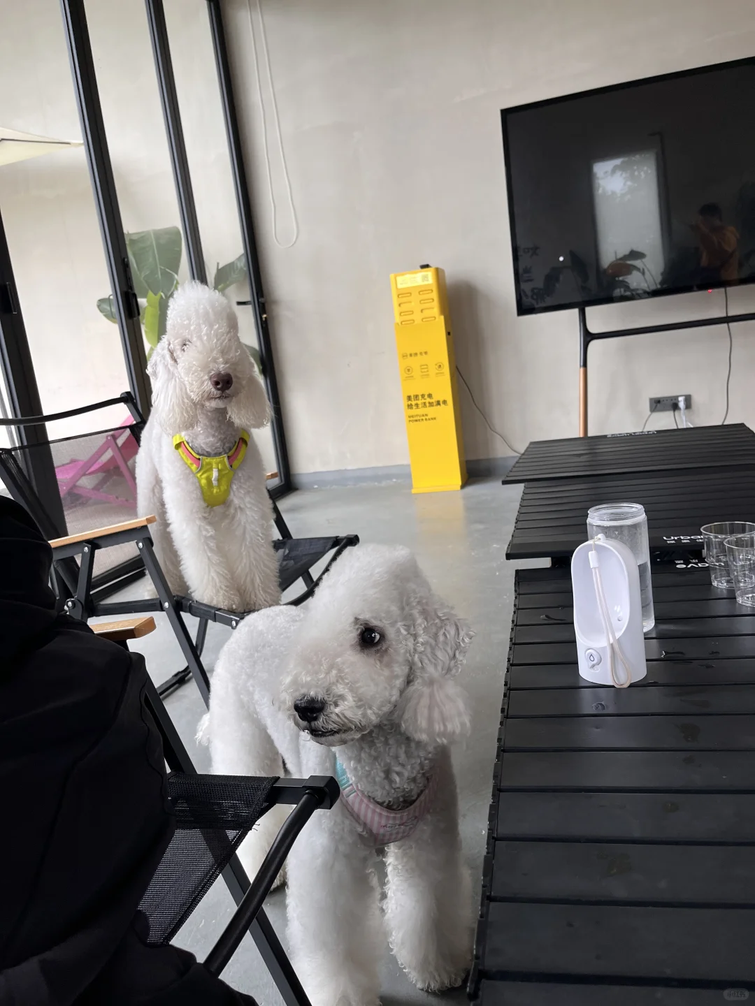 两种颜色的贝灵顿对比