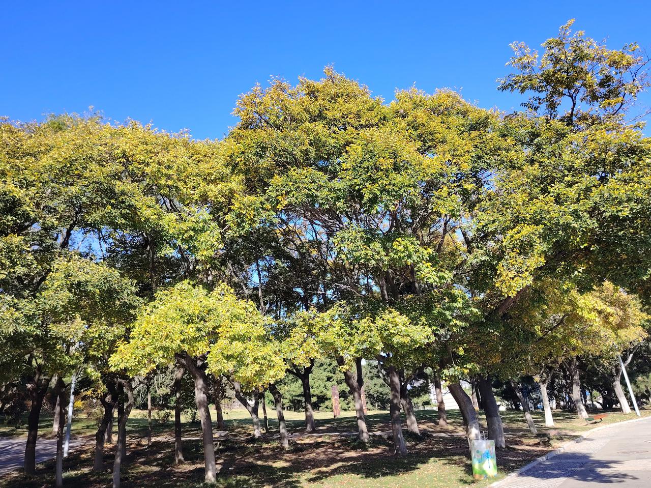 深秋的青岛，层林尽染，叠翠流金。