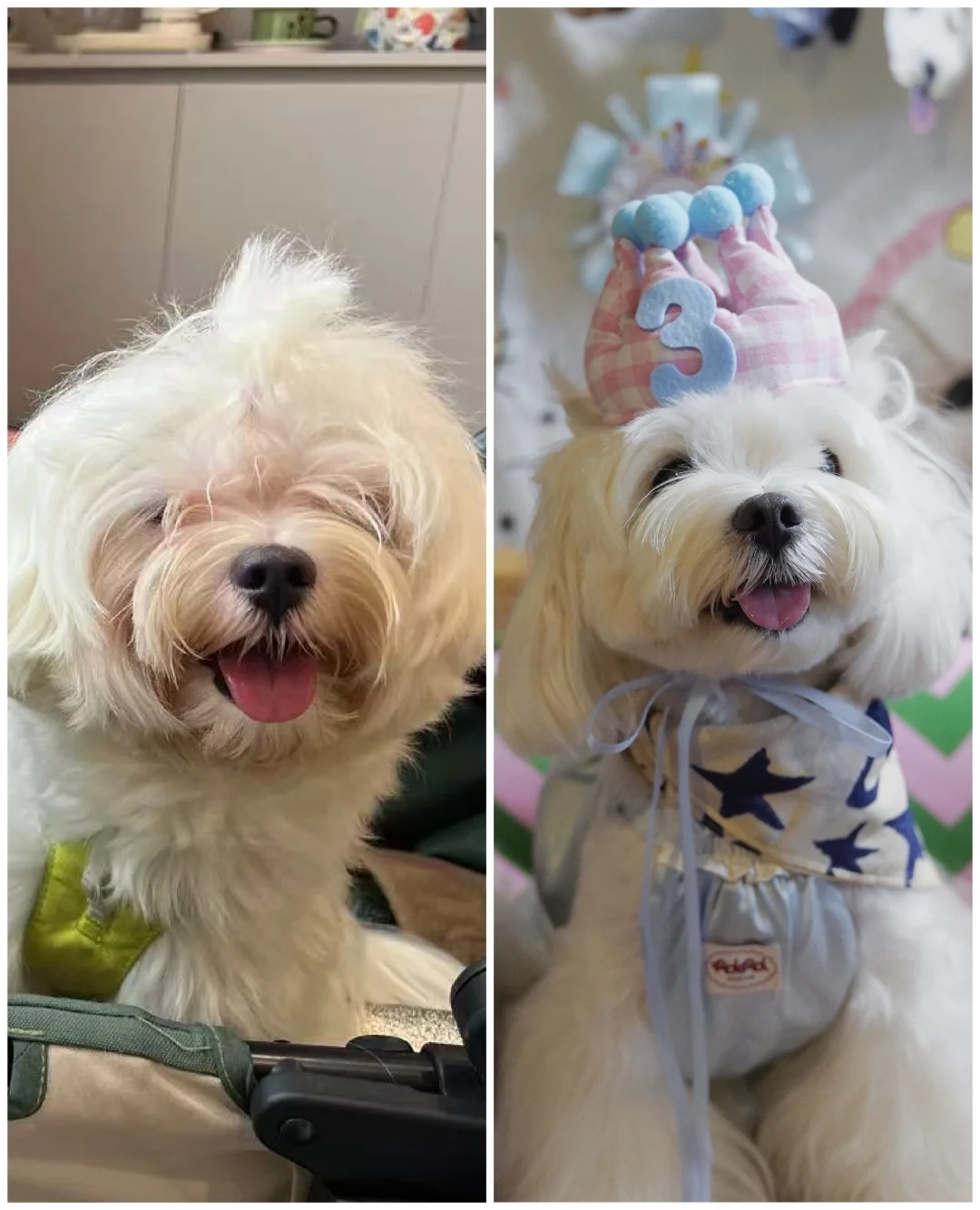 泪痕小狗看过来，一招！解决泪痕问题