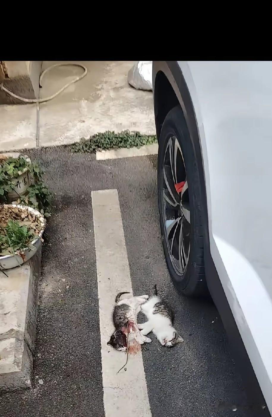 两只小流浪猫在车位上玩耍的时候一辆小车开过来径直碾压而过，可怜的小猫当场就被压成