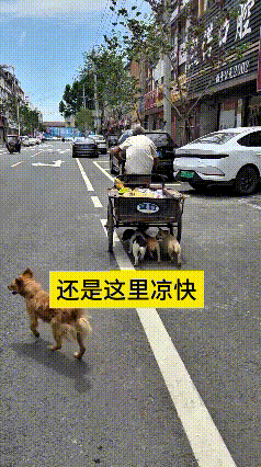 看到这个视频，给我逗乐了！这几只流浪狗可真成精了，大太阳底下热得直吐舌头，瞅见大