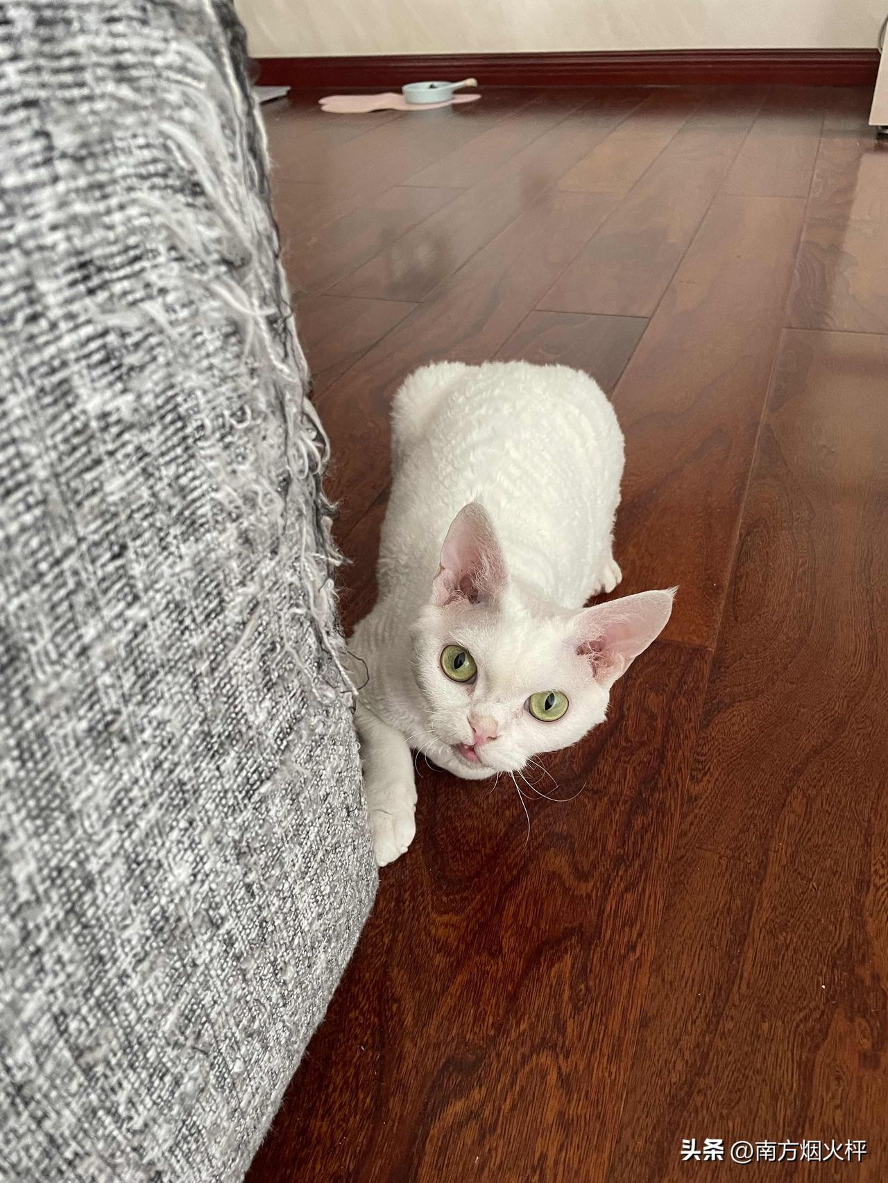 我家的小猫咪又上线啦。看看这小表情，打算干啥呢？
