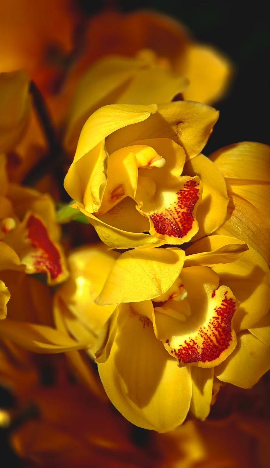 花瓣饱满得如同流淌的阳光，唇瓣上那一抹朱红，更是点睛的福气。它不仅有“蕙质兰心”