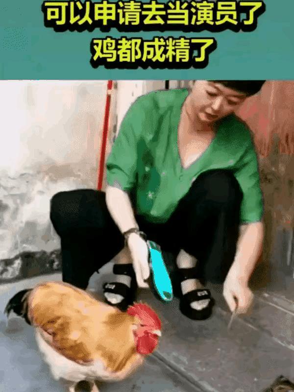 可能它上辈子就是个演员吧[机智]