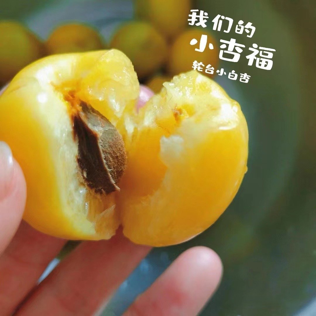 去年叨哥卖过的新疆小白杏。很上头的，个头不大，但很软糯。很是脱核！我自己也复购了