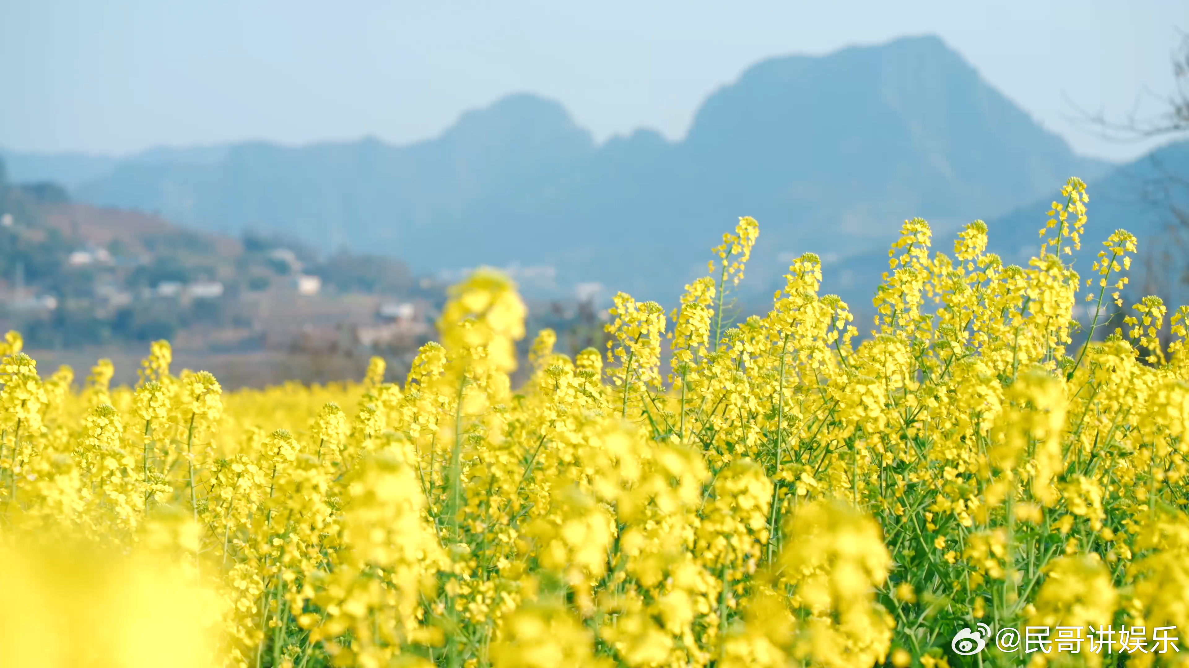 去九丝文昌会赴一场春天的花事是时候来九丝踏春了 九丝的春天太慷慨，李花缀满枝头像