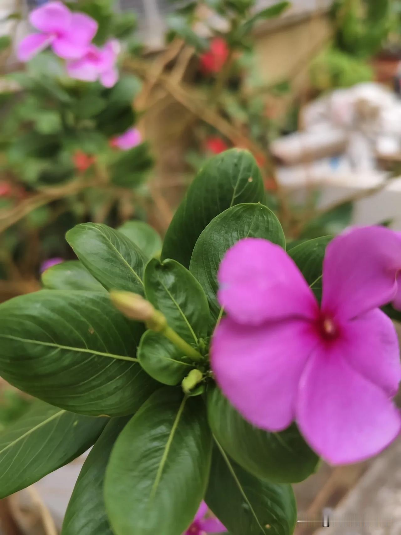 晒图笔记大赛这一叶的粉嫩已然荡入❤️心田，美美哒[舔屏]