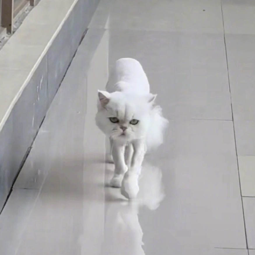 无奖竞猜  白鹿看看猫得到了家猫的剃毛照片  我家MayMay怎么了  一到夏天