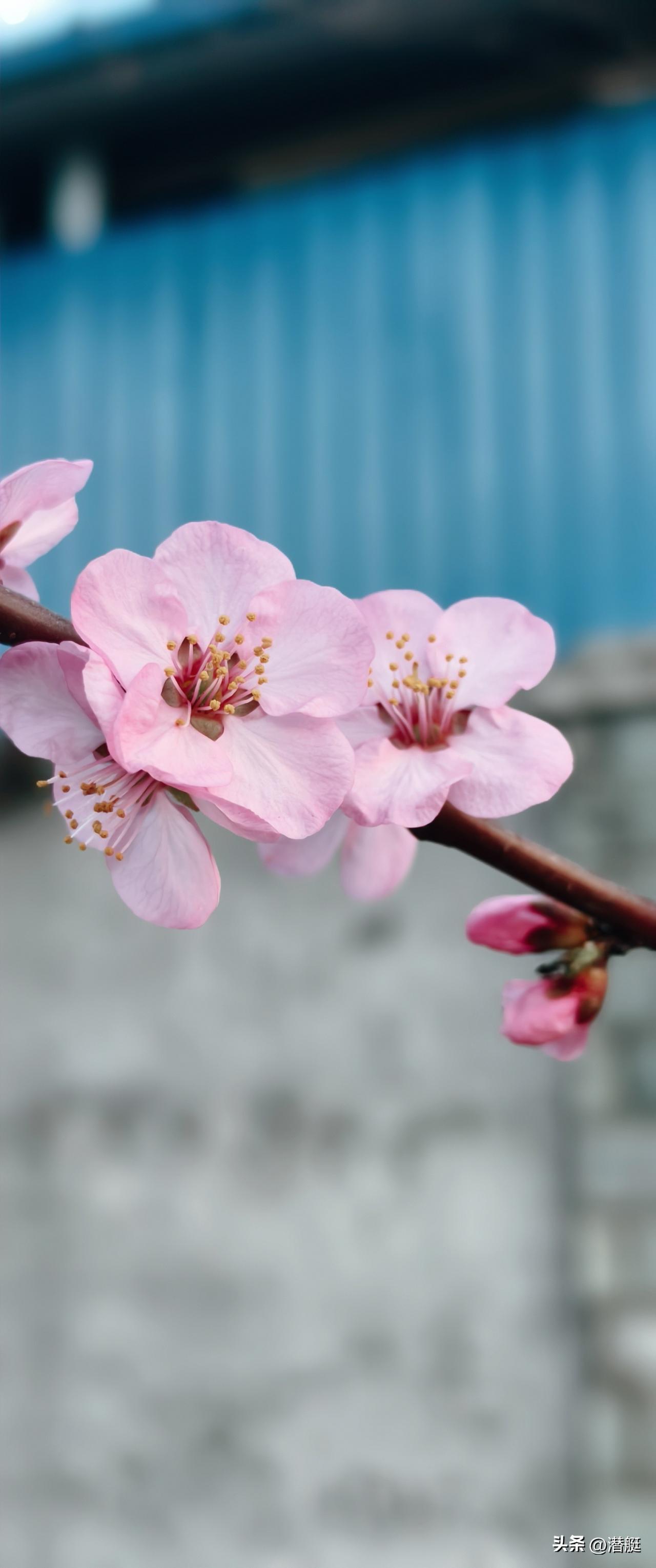 分享一张随手拍在锻炼身体的路上随手拍，有山桃花、有榆叶梅能猜到吗？
