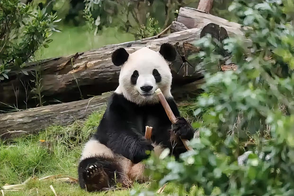就在昨天，两只熊猫的名字出现在了白宫。一只叫平平，一只叫福双。再过几天它们就要从