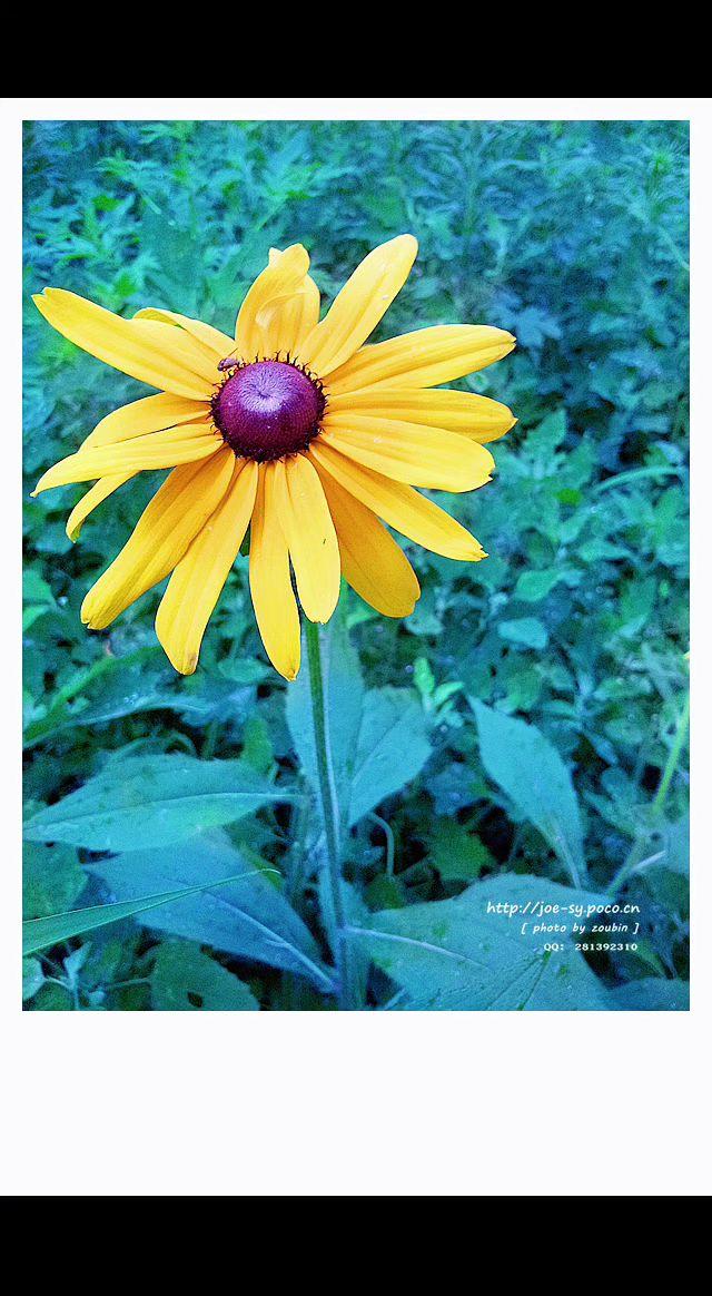 🌻这抹亮黄像打翻的阳光✨，在绿叶海里独自灿烂。平凡角落，也有自己的小宇宙🌿。