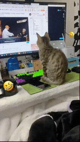 当小猫咪不想被你摸的时候，你会得到一只凹喵。。​​​