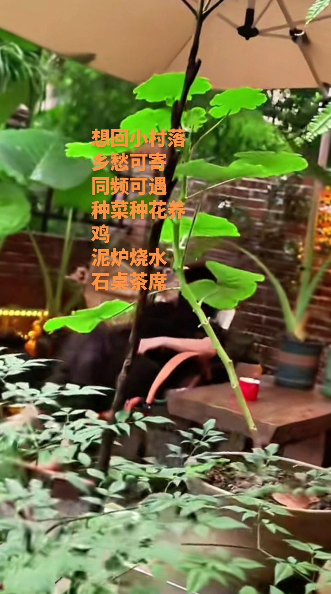 有愿意回到小村生活的吗？村庄小院，一方小院，田园风吹，听蛐蛐唱歌，掬清泉解渴真实