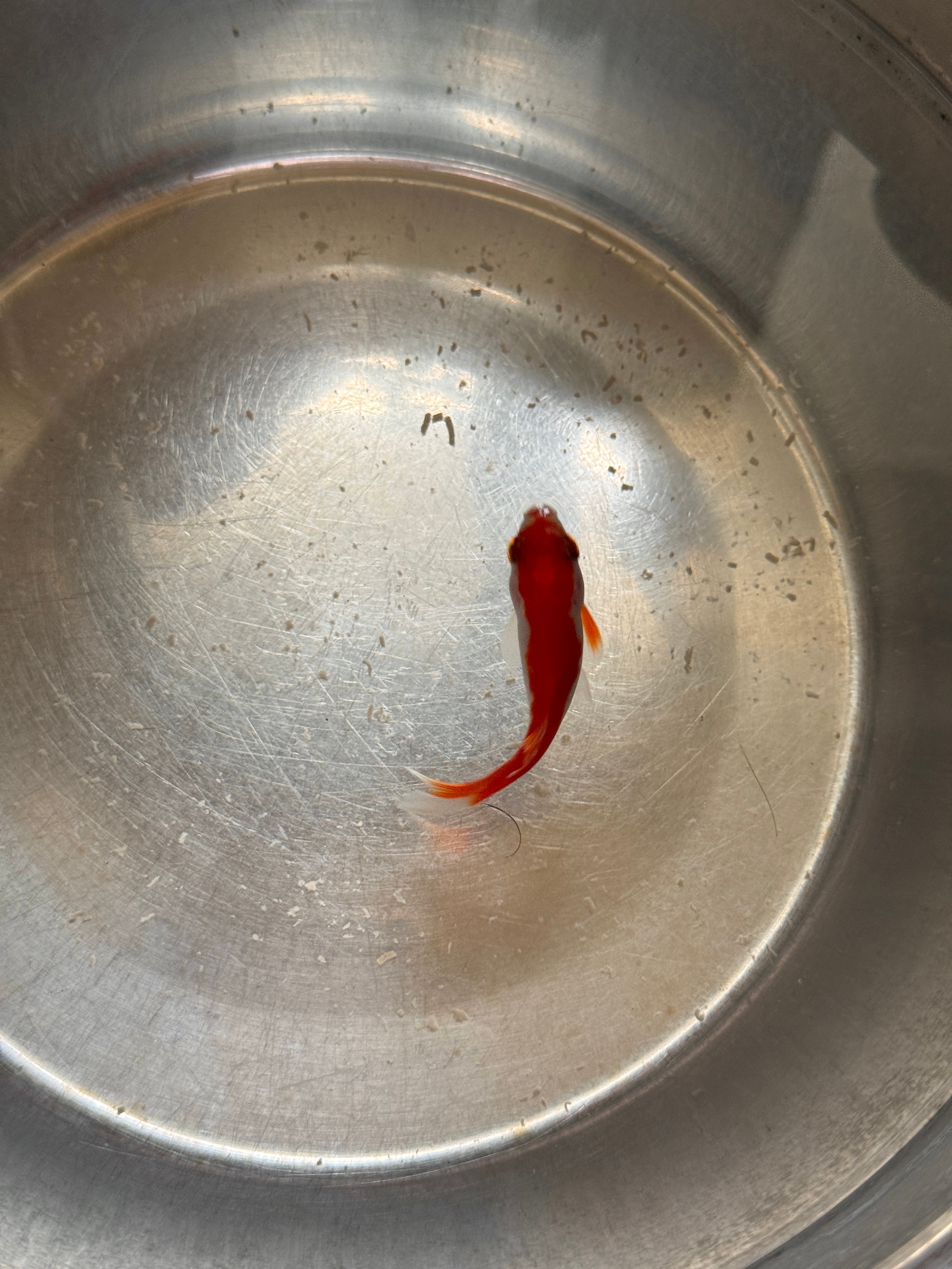 世事无常，龙鱼已经去世俩月了，它的遗体还放在我家冰箱里，它临走前还剩下几条小鱼没