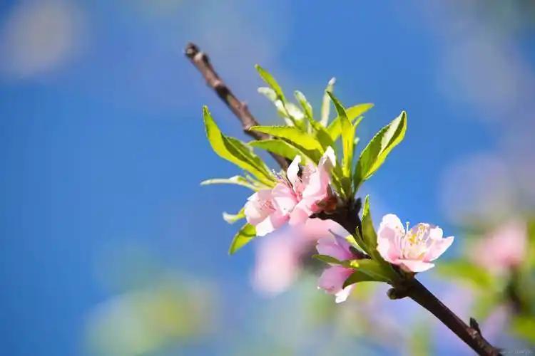 嬗 变 的 春

那个记忆里的春天
其实不是当下这个样子
它应该是
多一份温润与