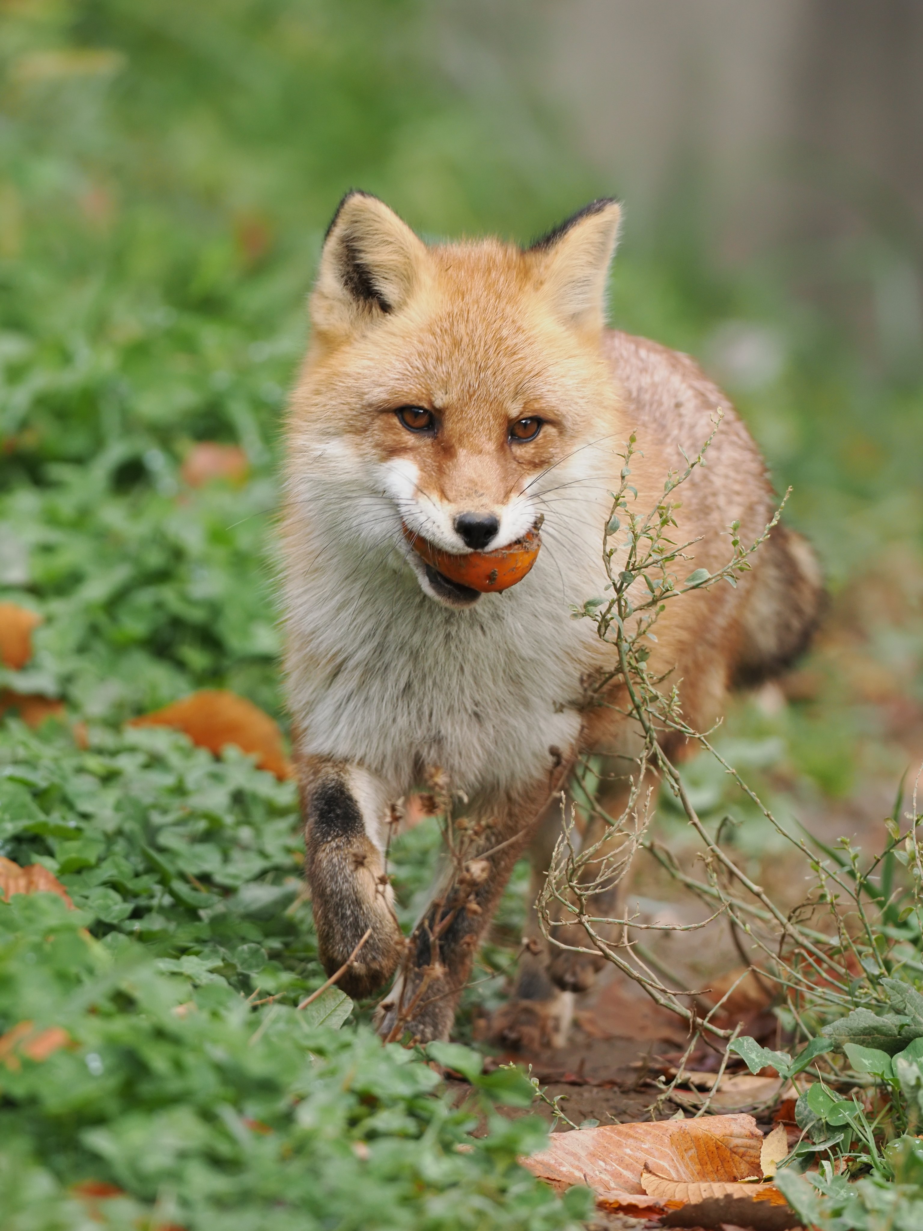 狐狸 狐狐开饭啦！【推：VulpesPerson】 ​​​
