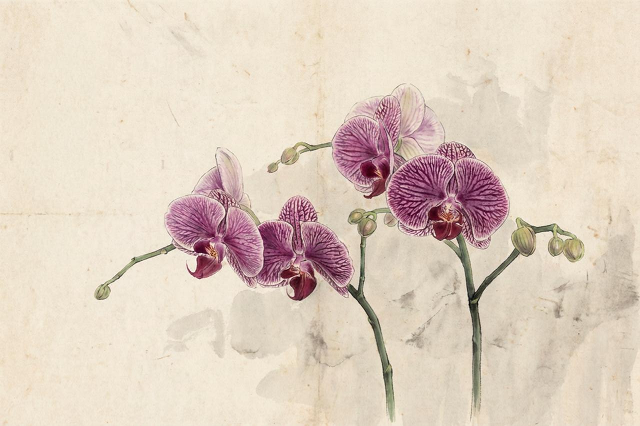 【大雷视界】凌波仙子：同一朵花，三种不一样的视觉灵魂。 🌸✨

水仙不仅是闽都