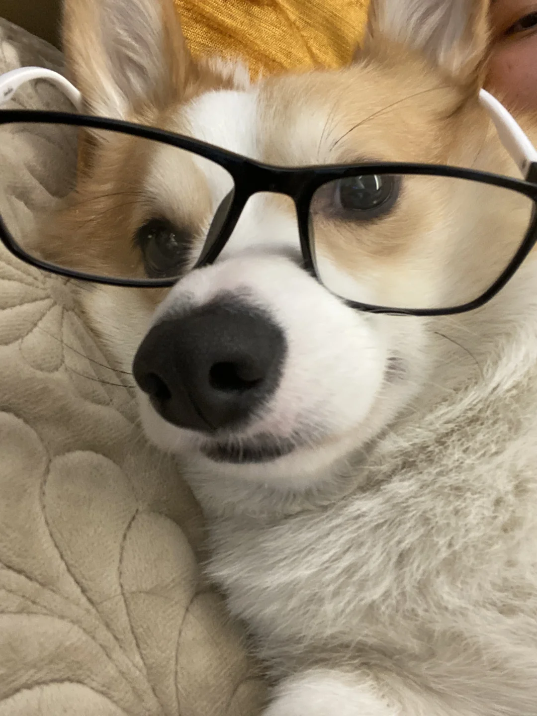 小狗学习中 勿扰