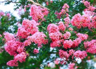 【成都紫薇花开正艳】7月盛夏，温江寿安镇天星村紫薇花进入最佳观赏期。玫红、淡粉、