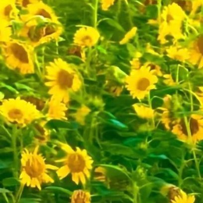 每日一善✨阳光信用 每日‬一善      在那春暖花开的时节，让我们一起踏上这段