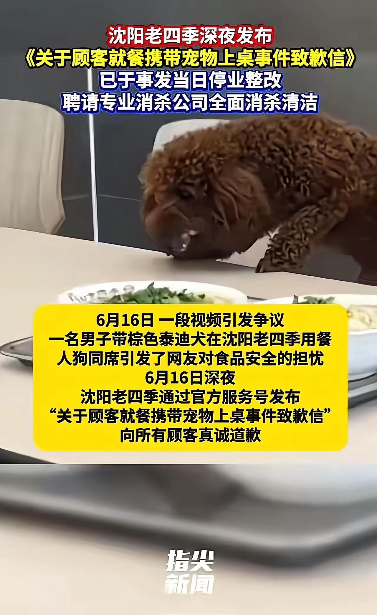老四季泰迪上桌事件：三方都有问题，老店口碑崩塌绝非偶然
 
整件事看完，没有任何