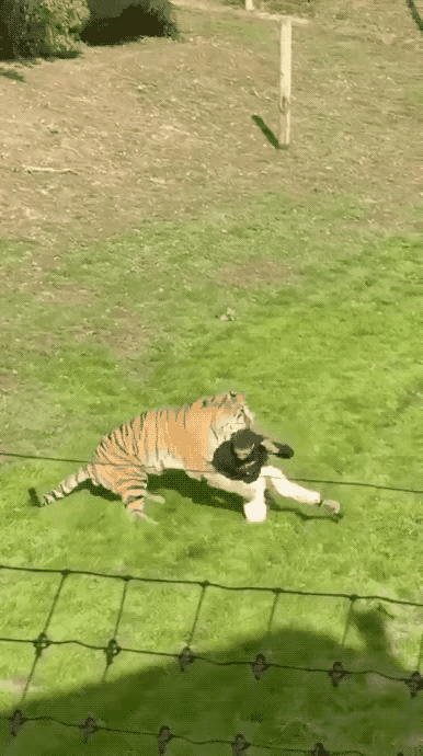 老虎的后颈吻很可怕，尤其是世界上体型最大的猫科动物—东北虎！
武松打虎只是谣传，