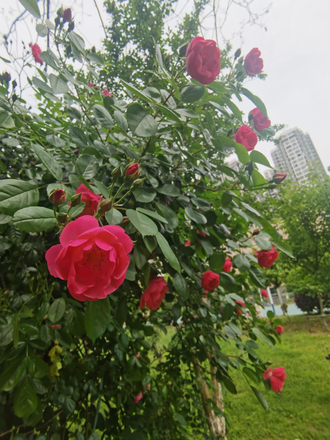 小雨转大雨，最高气温18℃， 最低气温14℃。风的方面，今天白天到夜间，本地有东