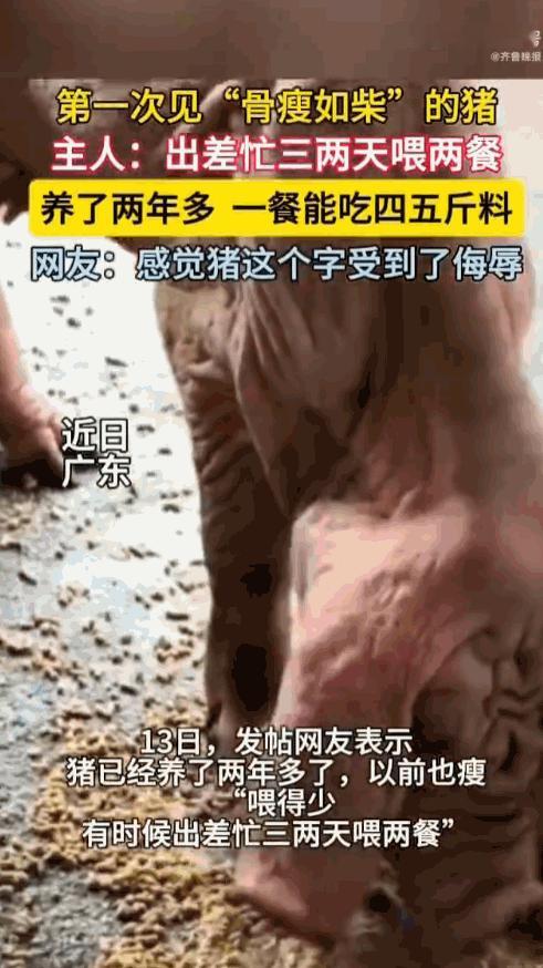 第一次见骨瘦如柴的猪！广东有一户人家，养了一头奇葩到了极点的猪，这猪出名不是因为