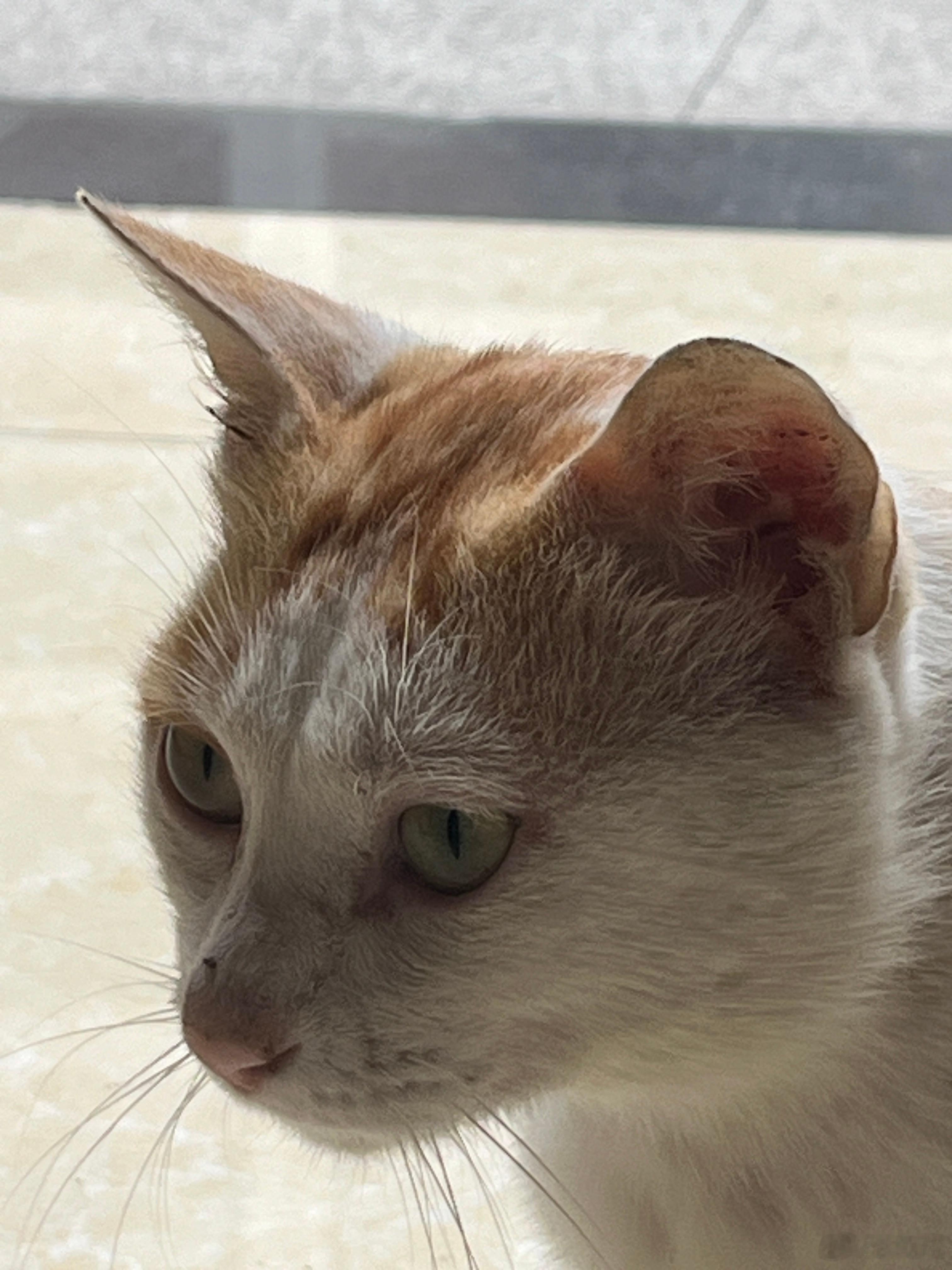猫猫噜噜猫猫噜噜