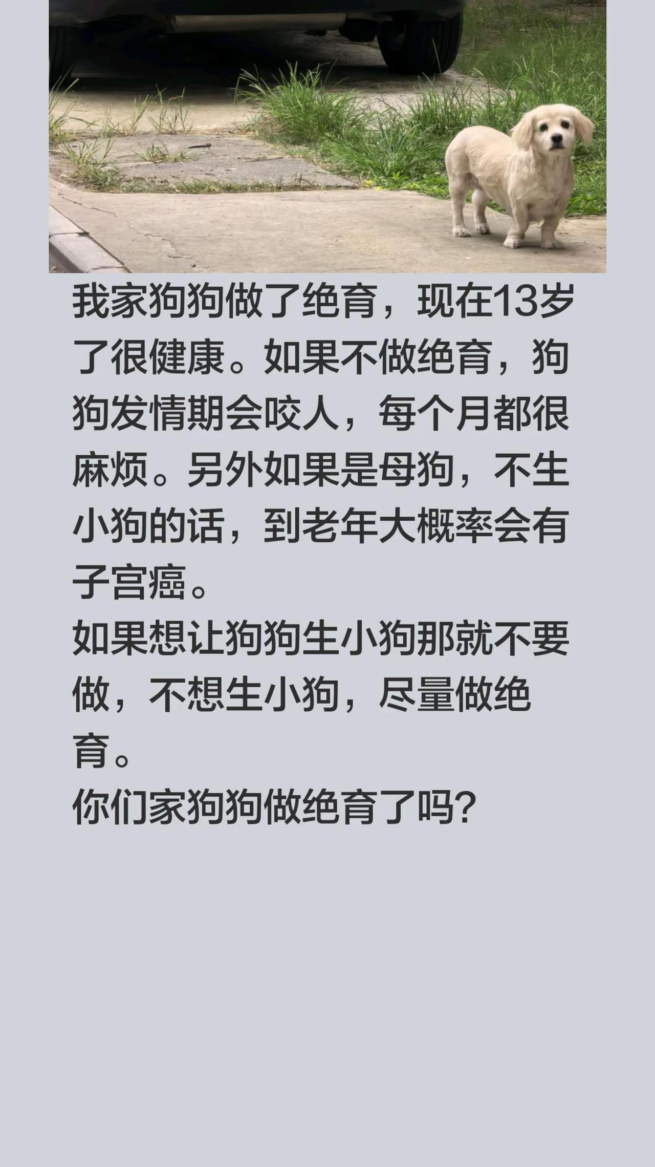 我评论了@猪的暖心小铺 的作品：我家狗狗做了绝育，现在13岁了很健康。如果不做绝