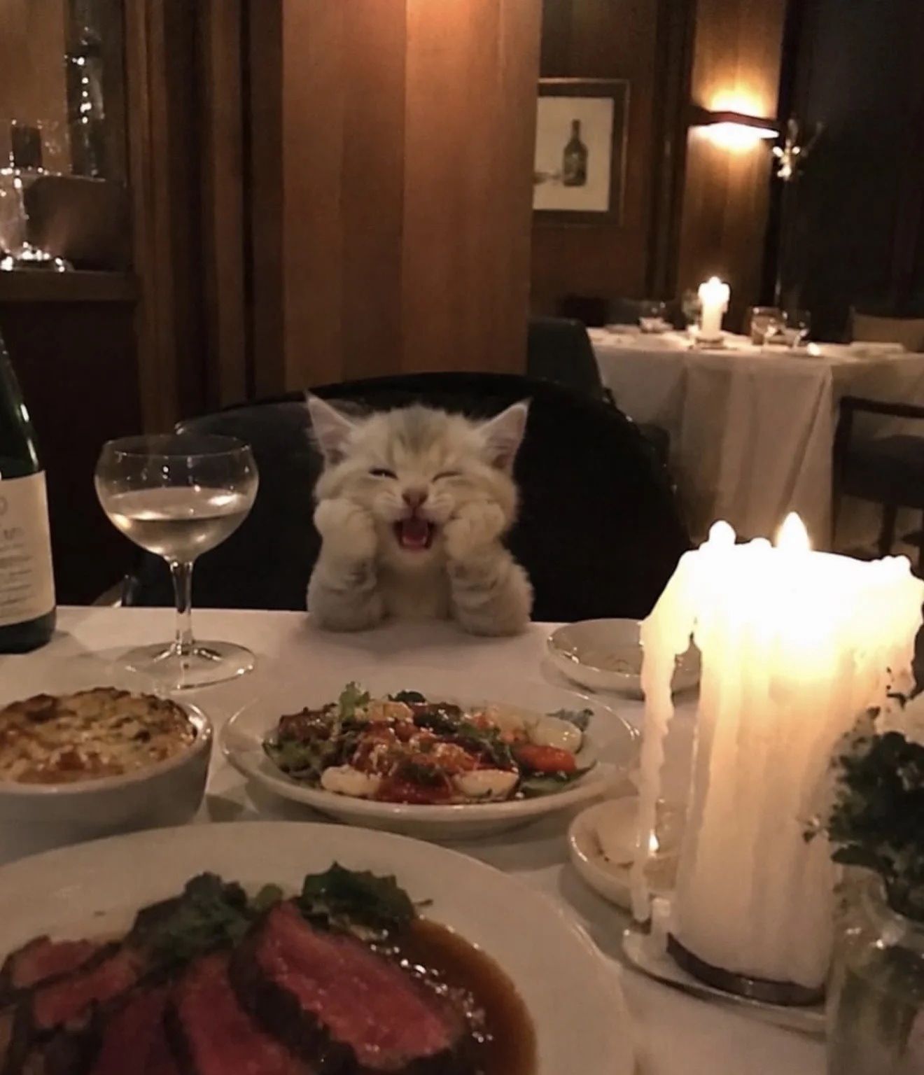 跟猫咪有个约会