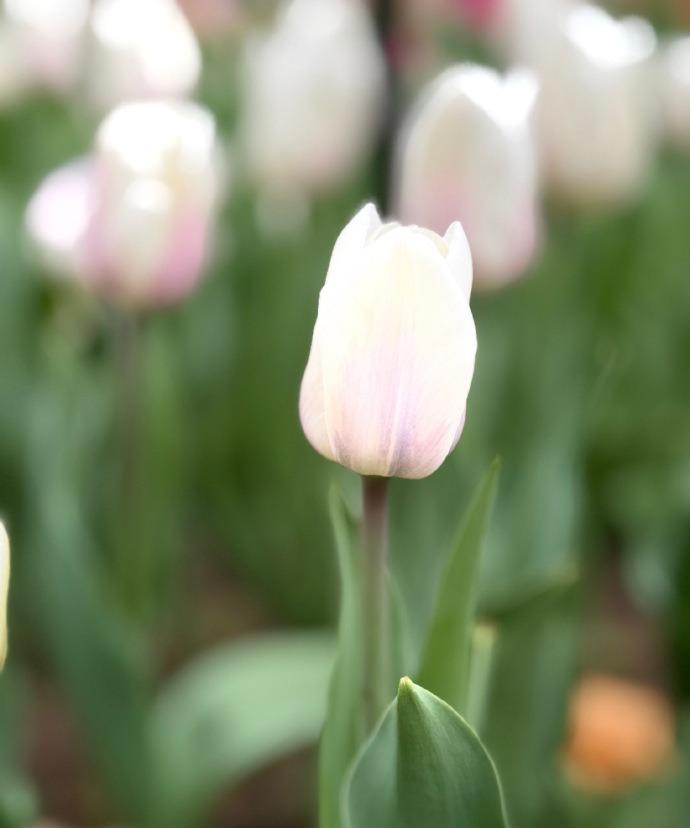 2026 郁金香花季来了！明明是傍晚时分，天色却黑得越来越快，眨眼间周围就黑到肉