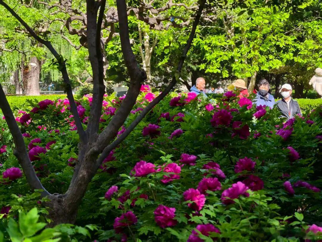 519中国旅游日微博旅行ING 唯有牡丹真国色，花开时节动京城～盛放的牡丹在暖阳