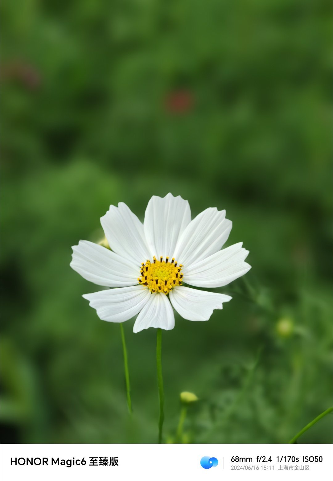 荣耀Magic6至臻版人像模式拍花效果也不错的#荣耀Magic6##拍花# ​​