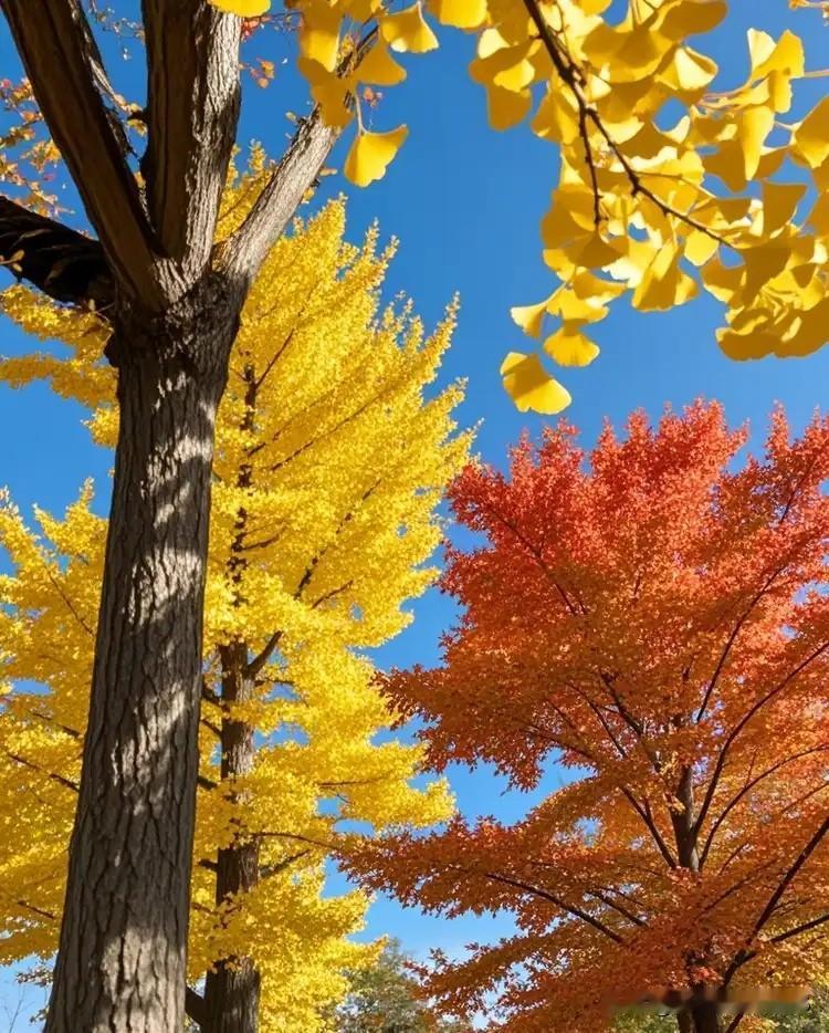 《七律·秋日即景》
谁持彩笔绘新妆？漫野枫彤叠锦章。
银杏翻飞黄蝶舞，丹霞浸染赤