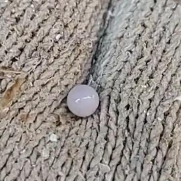 开生蚝竟然开出了“宝物”？广东一位生蚝店老板最近遇上的稀罕事，让网友们直接炸开了