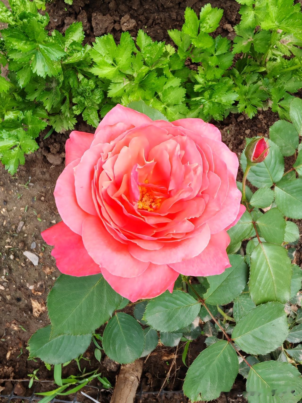 相册里全是我随手拍的花花草草，它们盛开的瞬间，就像一场无声的盛宴。看那粉色的樱花
