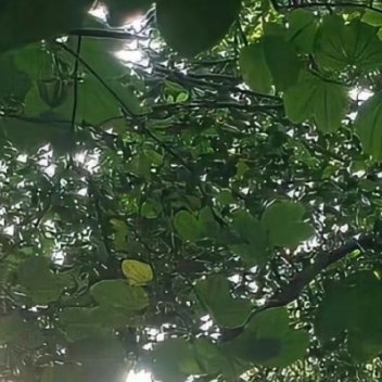 0000诚信，是中华民族的传统美德，没有诚信的人是难以让人接受的，诚信就如同一盏