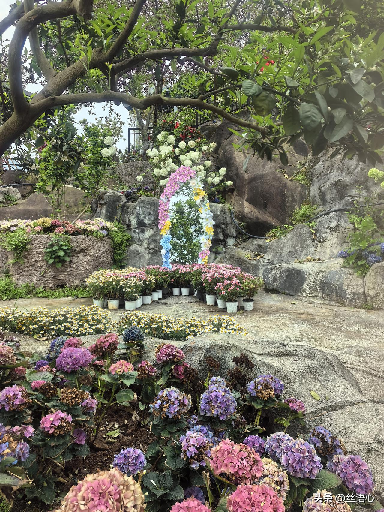 铜锣花谷270度江景花海，低头是长江奔流，悬崖上的绣球花海，这才是重庆春天天花板