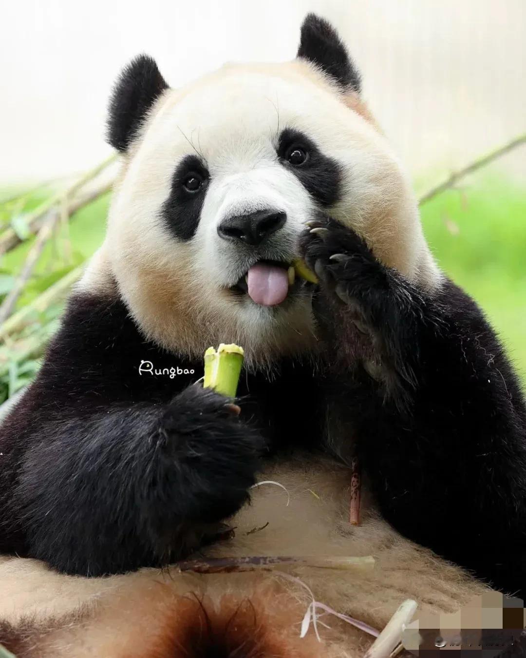 福宝，公主每个瞬间都好可爱 
拍的巨可爱的 猪猪宝宝

好可爱猪猪，亲鼠亲鼠
给