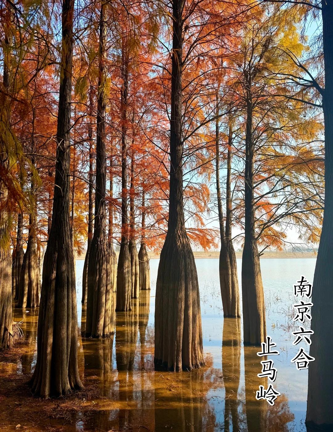 📍 南京止马岭 | 挖到秋日徒步宝藏地
南京秋日徒步隐藏款路线 —— 止马岭大