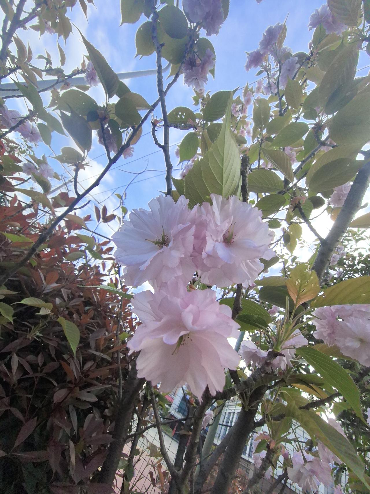 现在还是漂亮的“樱花”…
令人流连忘返…
两个月后将变成可囗的“樱桃”…
让人垂