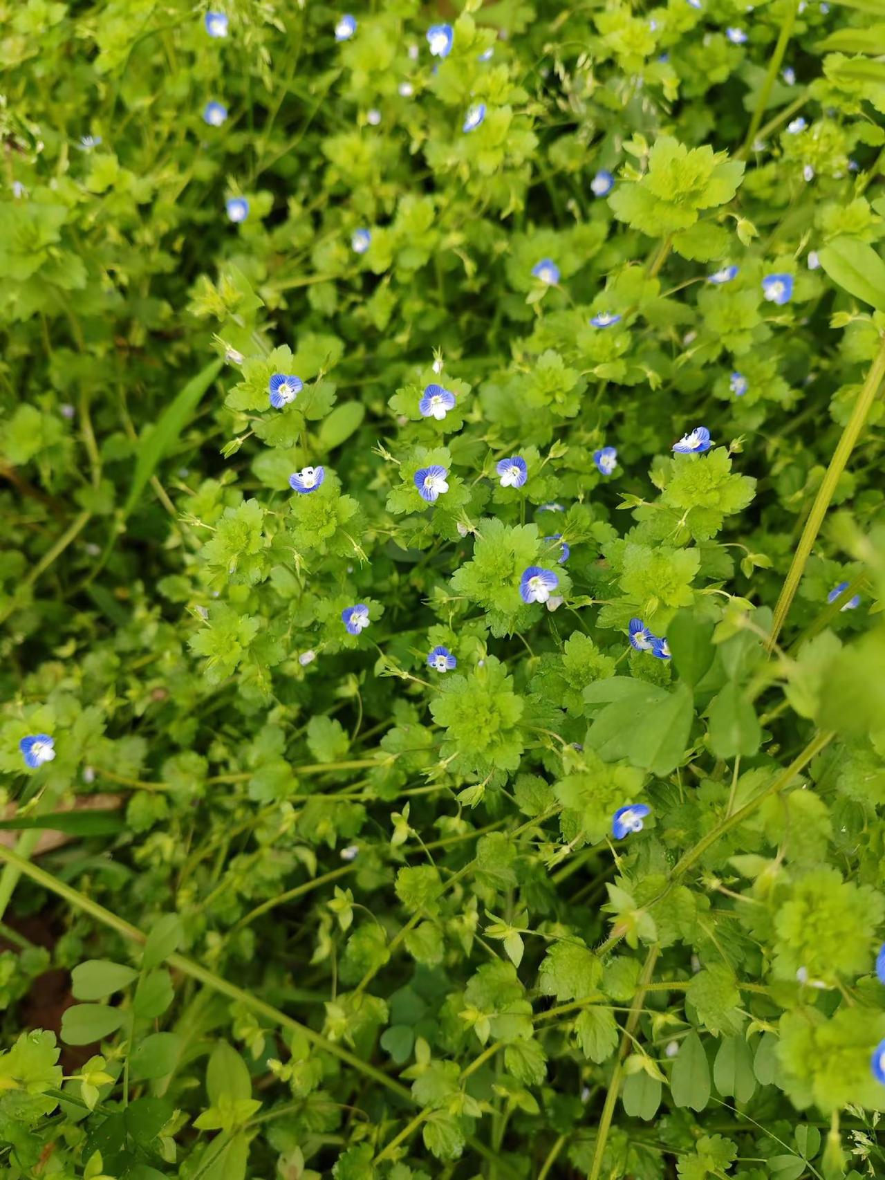农村这么漂亮可惜技术不好