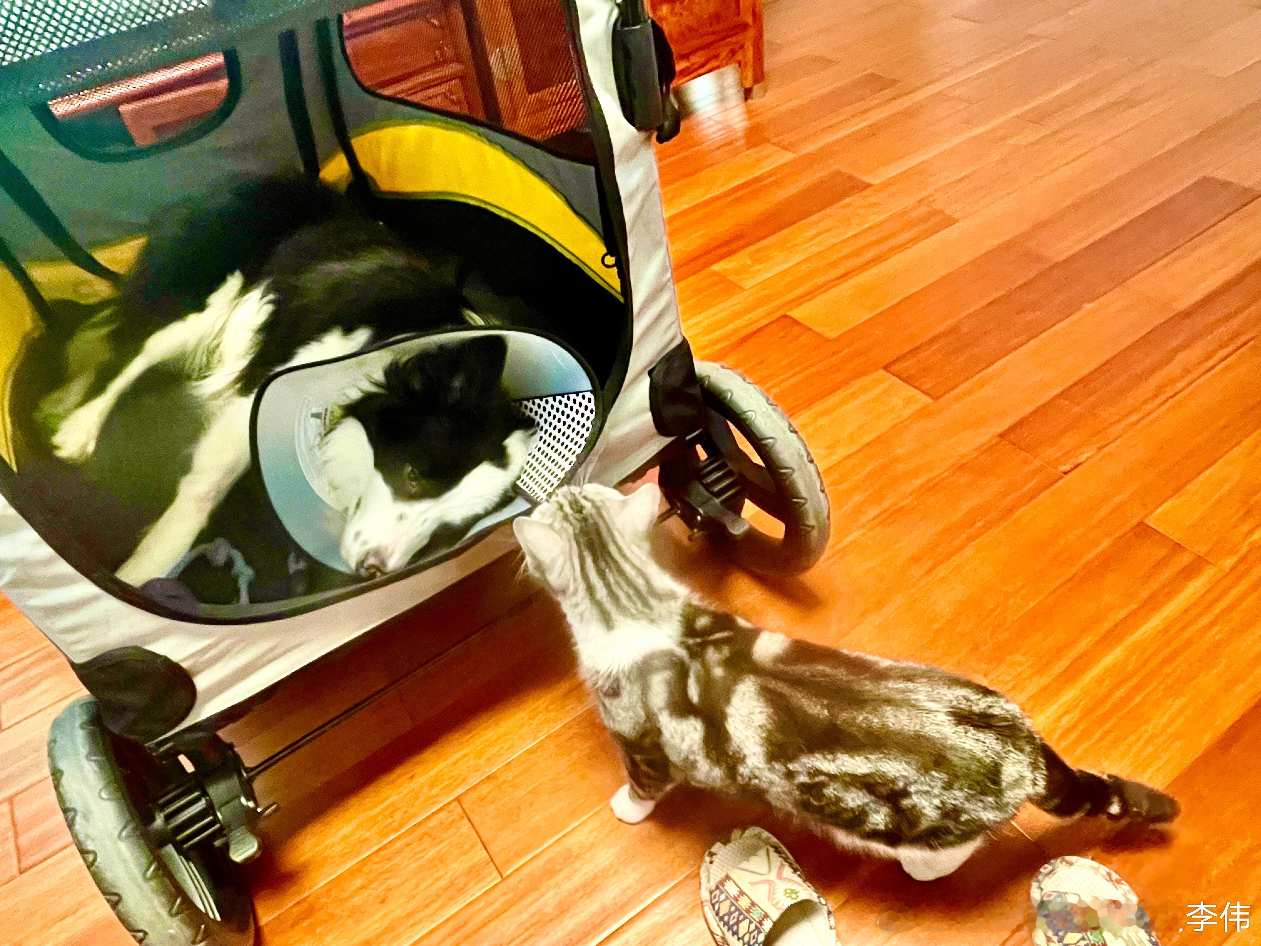 万物皆有灵，狗子做了绝育手术之后，猫还过来看看！北京生活宠物狗狗猫 网页链接