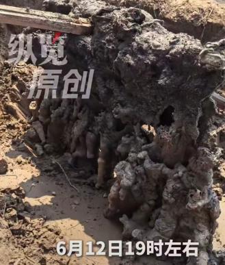 “太邪乎了！”河北6月12日傍晚骤降的强雷雨停歇后，一位村民赫然发现自家麦田中莫