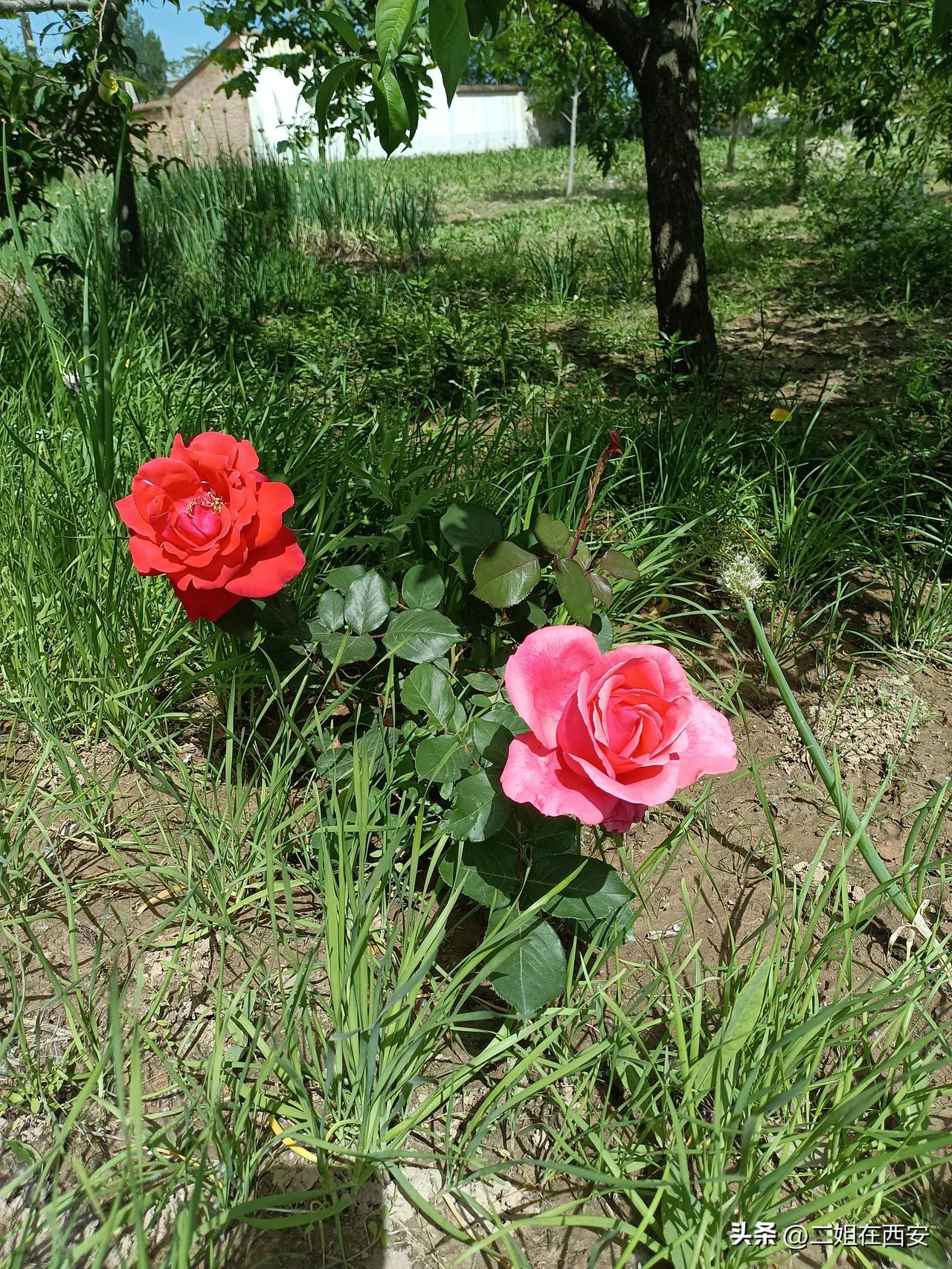 种下花儿花儿艳，种下葡萄葡萄繁，种下玉米也不赖，你说二姐得多有福气啊，简直属于老
