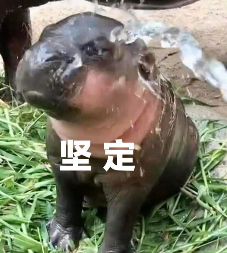 泰国网红小河马表情包[馋嘴]这么可爱能不能抓来替我上班！ ​​​