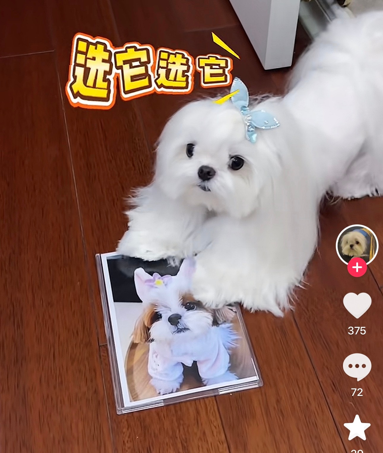 被白狗坚定选择了捏 